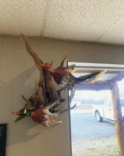 The Phillips Forest Store Getting Flushed Carved Ducks 5 The Phillips Forest Store Getting Flushed Carved Ducks -Live Edge Wood Slabs Sales Store image dc31ec41 cf87 4565 b118 4e17b8124a27 1024x1024@2x